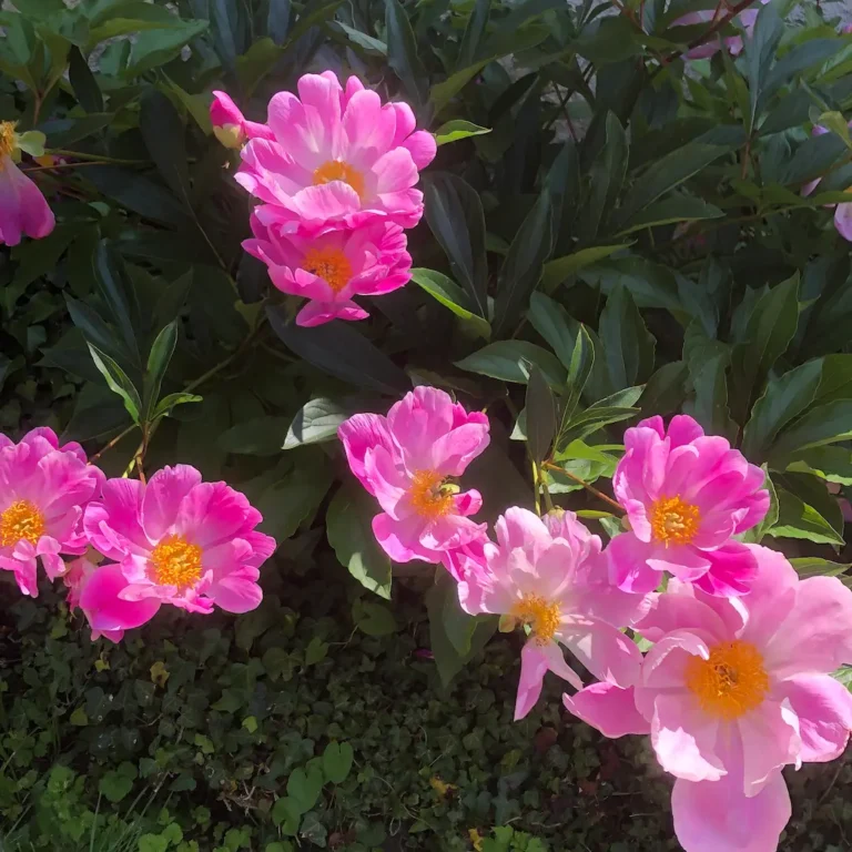 Domaine de Chalaniat Fleurs 768x768