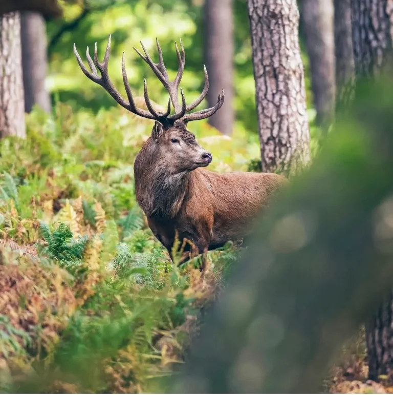 ecrin auvergne cerf 768x771